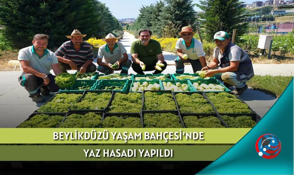 BEYLİKDÜZÜ YAŞAM BAHÇESİ’NDE YAZ HASADI YAPILDI